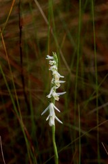 Spiranthes longilabris