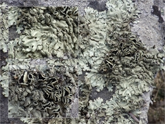 Xanthoparmelia stenophylla