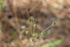 Cyperus plukenetii