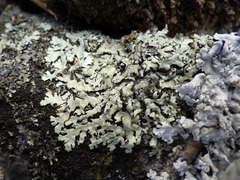 Xanthoparmelia stenophylla