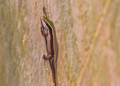 Eutropis