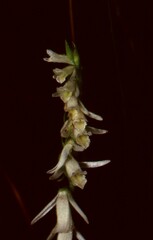 Spiranthes longilabris