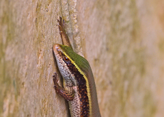 Eutropis