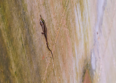 Eutropis