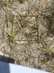 Ehrharta villosa