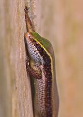 Eutropis