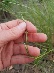 Pseudoroegneria spicata