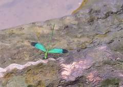 Neurobasis chinensis