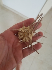 Stylocidaris affinis