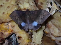 Ischyja inferna