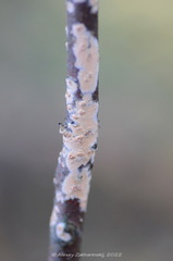 Corticium roseum