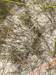 Ehrharta villosa