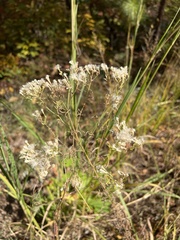 Eupatorium hyssopifolium