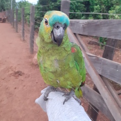 Amazona aestiva
