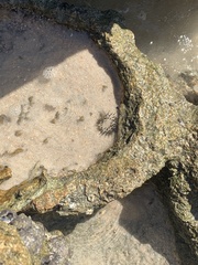 Bunodosoma cavernatum