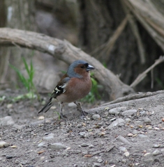 Fringilla coelebs coelebs
