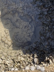 Bunodosoma cavernatum