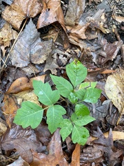 Toxicodendron pubescens