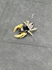 Phidippus arizonensis