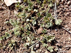 Potentilla acaulis