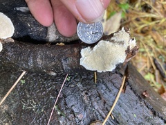 Trametes villosa