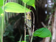 Taeniopoda picticornis