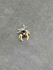 Phidippus arizonensis