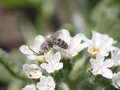 Halictus concinnus