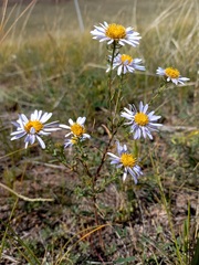 Aster biennis