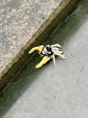 Phidippus arizonensis