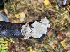 Trametes villosa