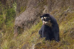 Spectacled Bear photo 3