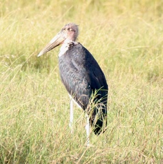 Leptoptilos crumenifer