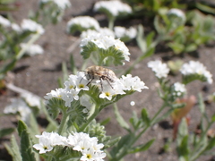 Anthophora pulverosa