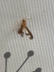 Toxonevra superba