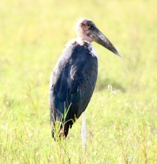 Leptoptilos crumenifer