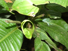 Osteocephalus yasuni