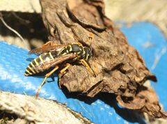 Polistes