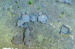 Biscogniauxia repanda