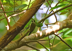 Picumnus innominatus
