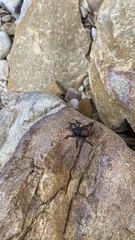Brachycerus