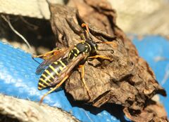 Polistes