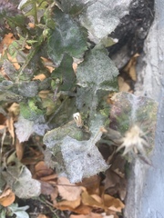 Golovinomyces cichoracearum