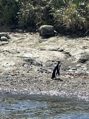 Spheniscus magellanicus