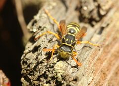 Polistes