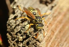 Polistes