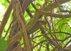 Picus chlorolophus
