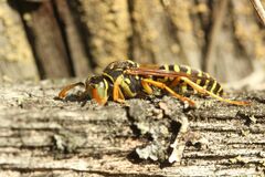 Polistes