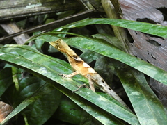 Anolis scypheus