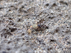 Actocetor indicus